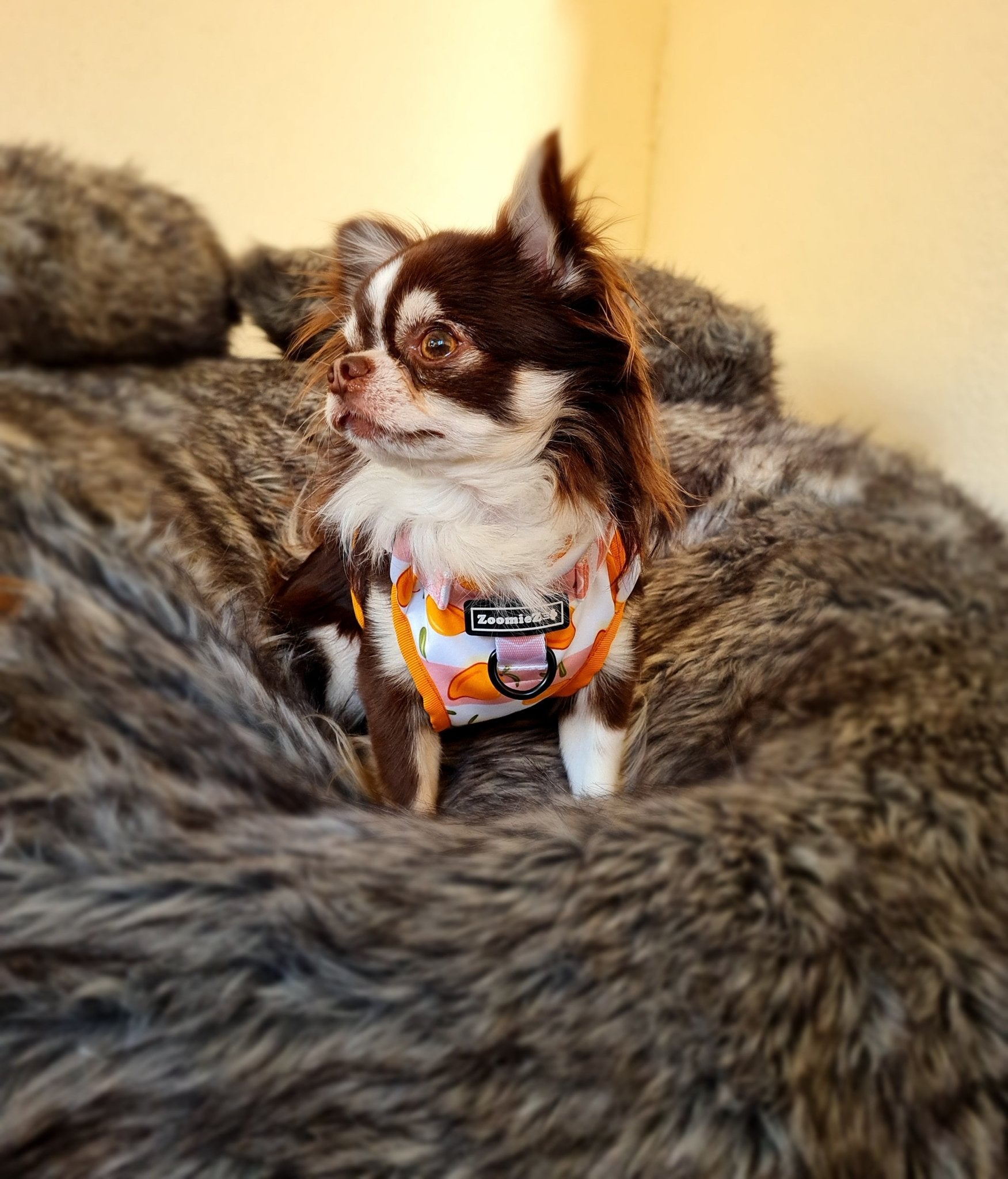 Pets corner sales love harness